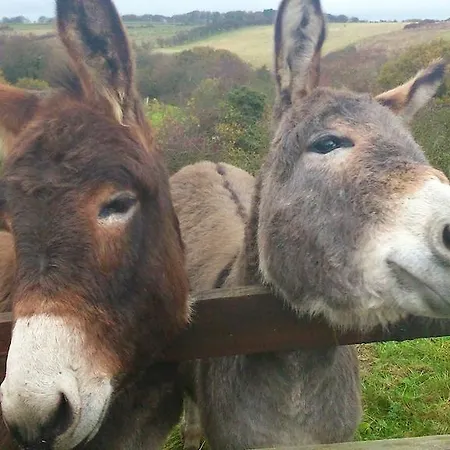 Vakantiehuis Meadowbeck *