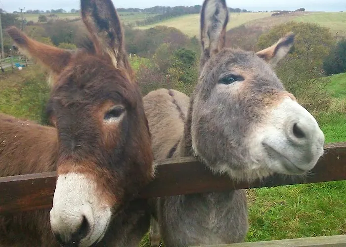 Holiday home Meadowbeck Holiday *